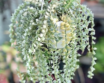 Variegated dischidia ruscifolia Starter Plant (ALL STARTER PLANTS require you to purchase 2 plants!)
