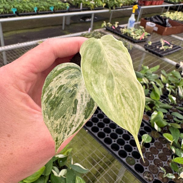 Scindapsus hologram Starter Plant (ALL STARTER PLANTS require you to purchase 2 plants!)