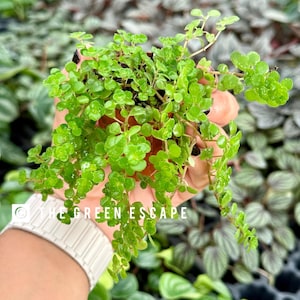 May include: A small potted plant with bright green, rounded leaves. The plant is held in a person's hand, with the text "THE GREEN ESCAPE" visible. Other plants are in the background.