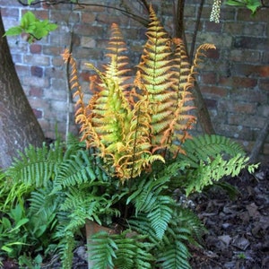 Jurassic gold fern Starter Plant (ALL STARTER PLANTS require you to purchase 2 plants!)