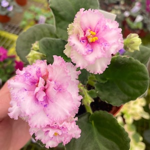 Harmonys ice maiden African violet starter plant (ALL Starter PLANTS require you to purchase 2 plants!)