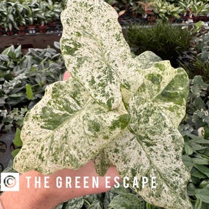 Alocasia odora batik “snow” 4” pot (ALL PLANTS require you to purchase 2 plants!)