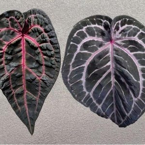 May include: Two heart-shaped leaves with a dark, textured surface. The leaf on the left features prominent, bright pink veins, while the leaf on the right displays a network of pale, light pink veins radiating from the center to the edges.
