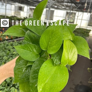 Pothos Jade 4” pot (ALL PLANTS require you to purchase 2 plants!)