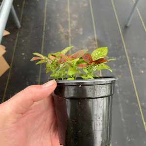 May include: A small potted plant with green leaves speckled with red and white spots. The plant is in a black plastic pot. The plant is held by a person.