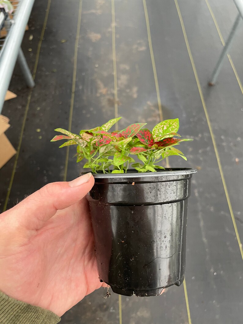 May include: A small potted plant with green leaves speckled with red and white spots. The plant is in a black plastic pot. The plant is held by a person.