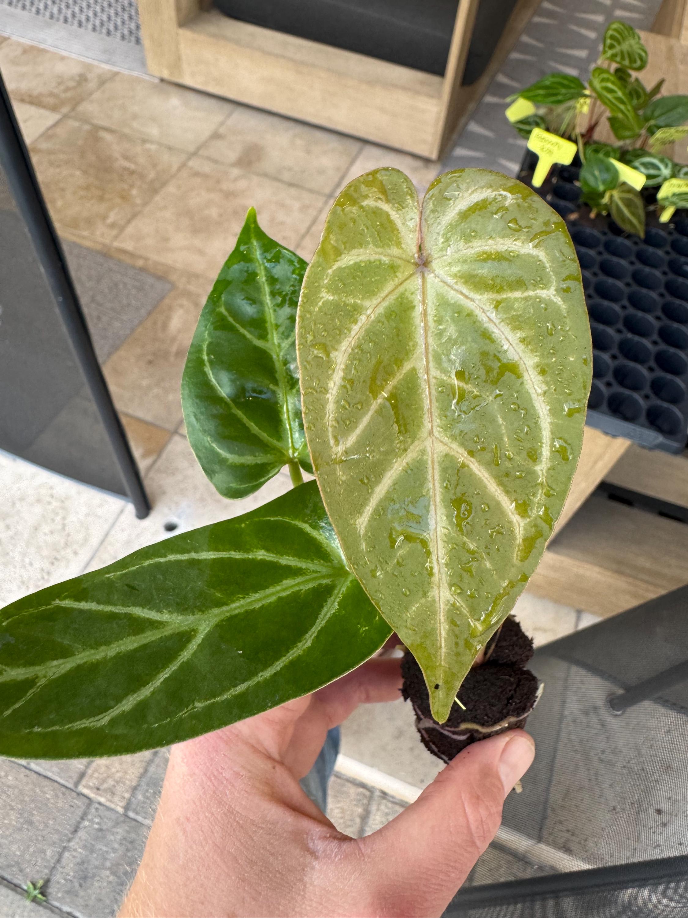 Exact Plant Seed Grown Anthurium Papi Red Stem X Ferrari Specific
