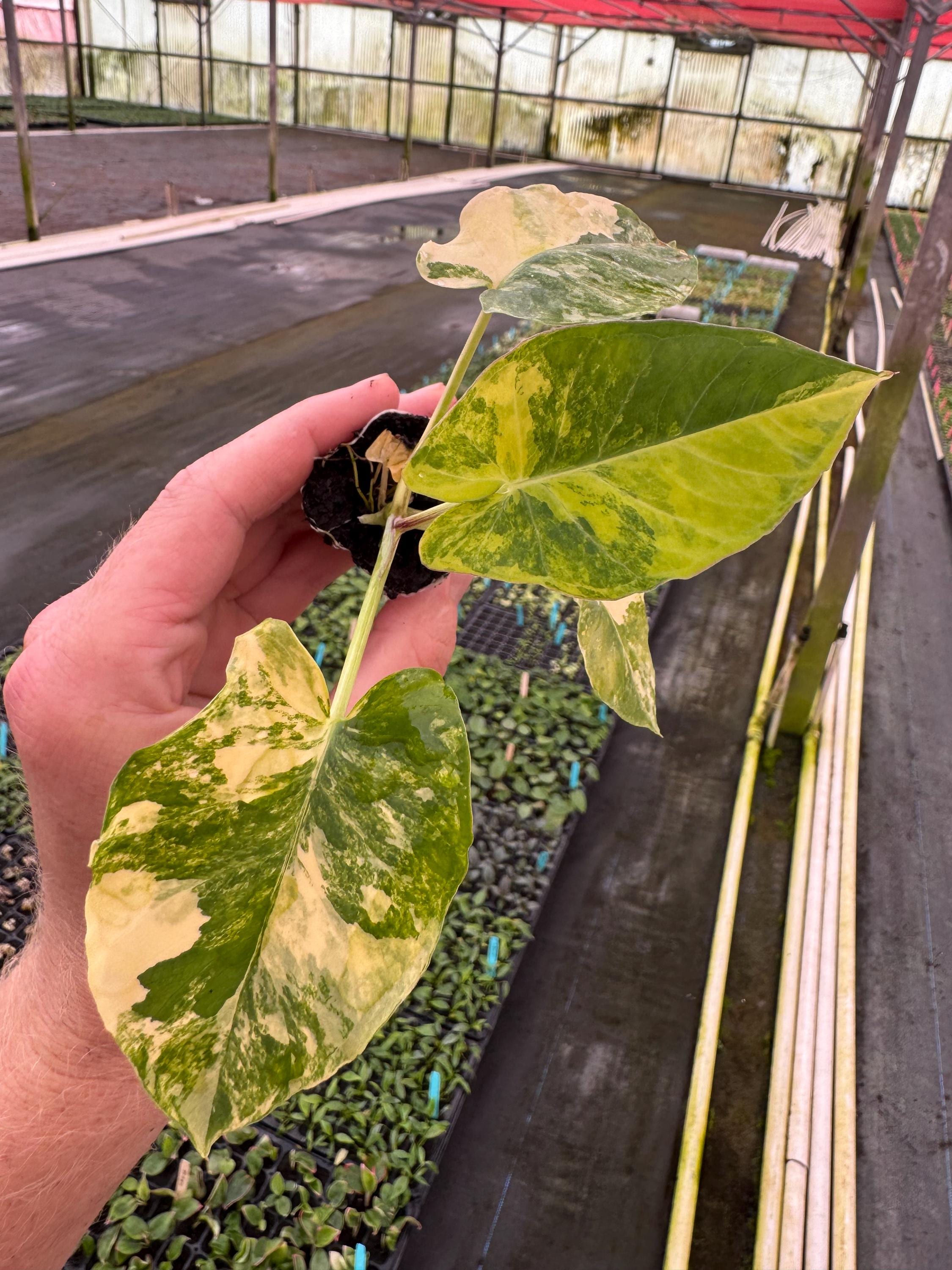 Variegated Alocasia Frozen Planet Starter Plant (ALL STARTER