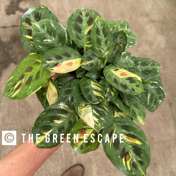 Variegated Maranta beauty Kim 4” pot (ALL PLANTS require you to purchase 2 plants!)