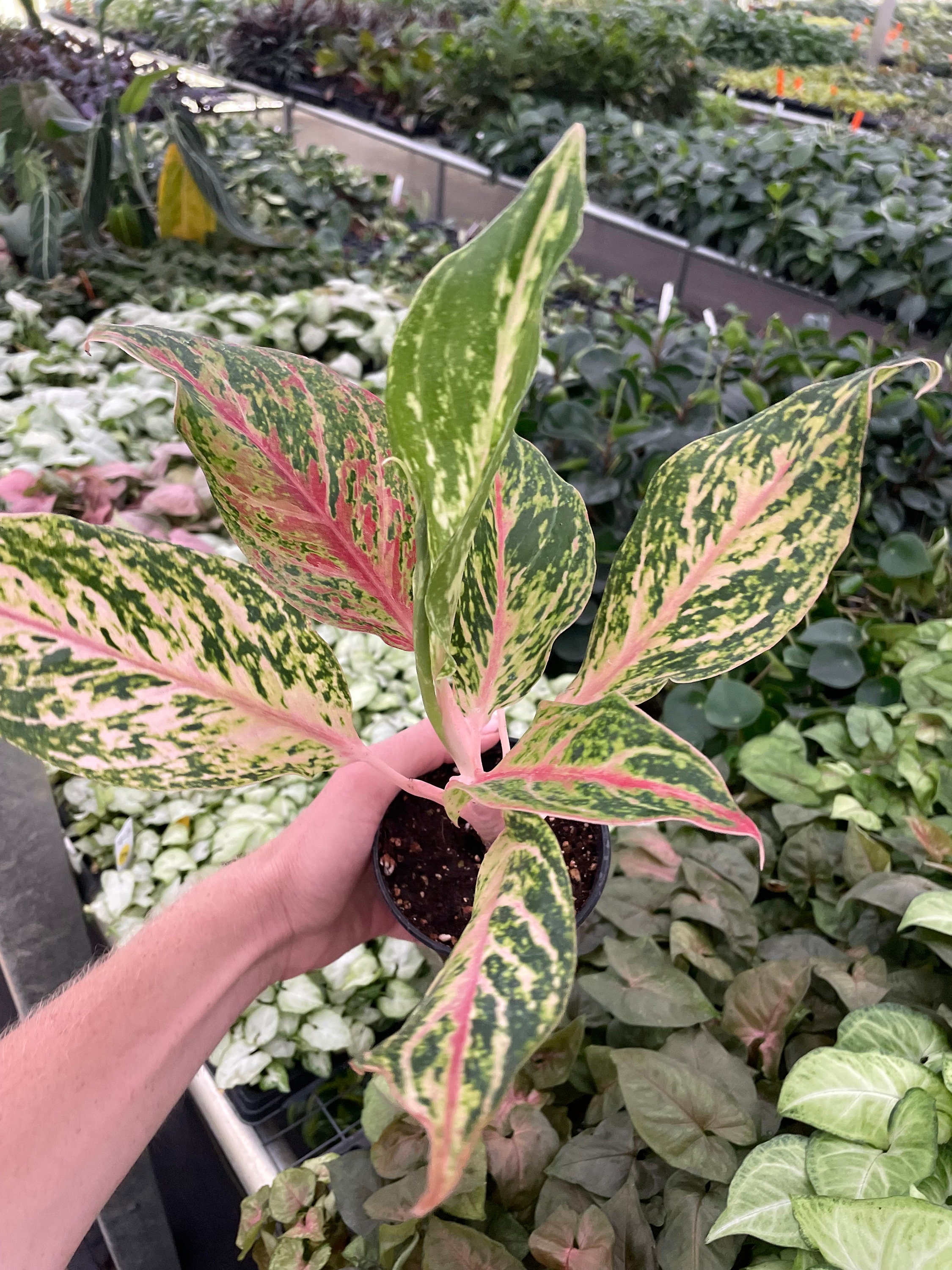 Aglaonema Sparkling Sarah 4 Pot (ALL PLANTS Require You to Purchase 2  Plants!) - Etsy
