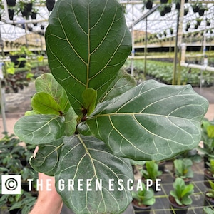 May include: A close-up of a Fiddle Leaf Fig plant with large, vibrant green leaves and prominent veining. The plant is held in a person's hand. The text "THE GREEN ESCAPE" is visible in the image.