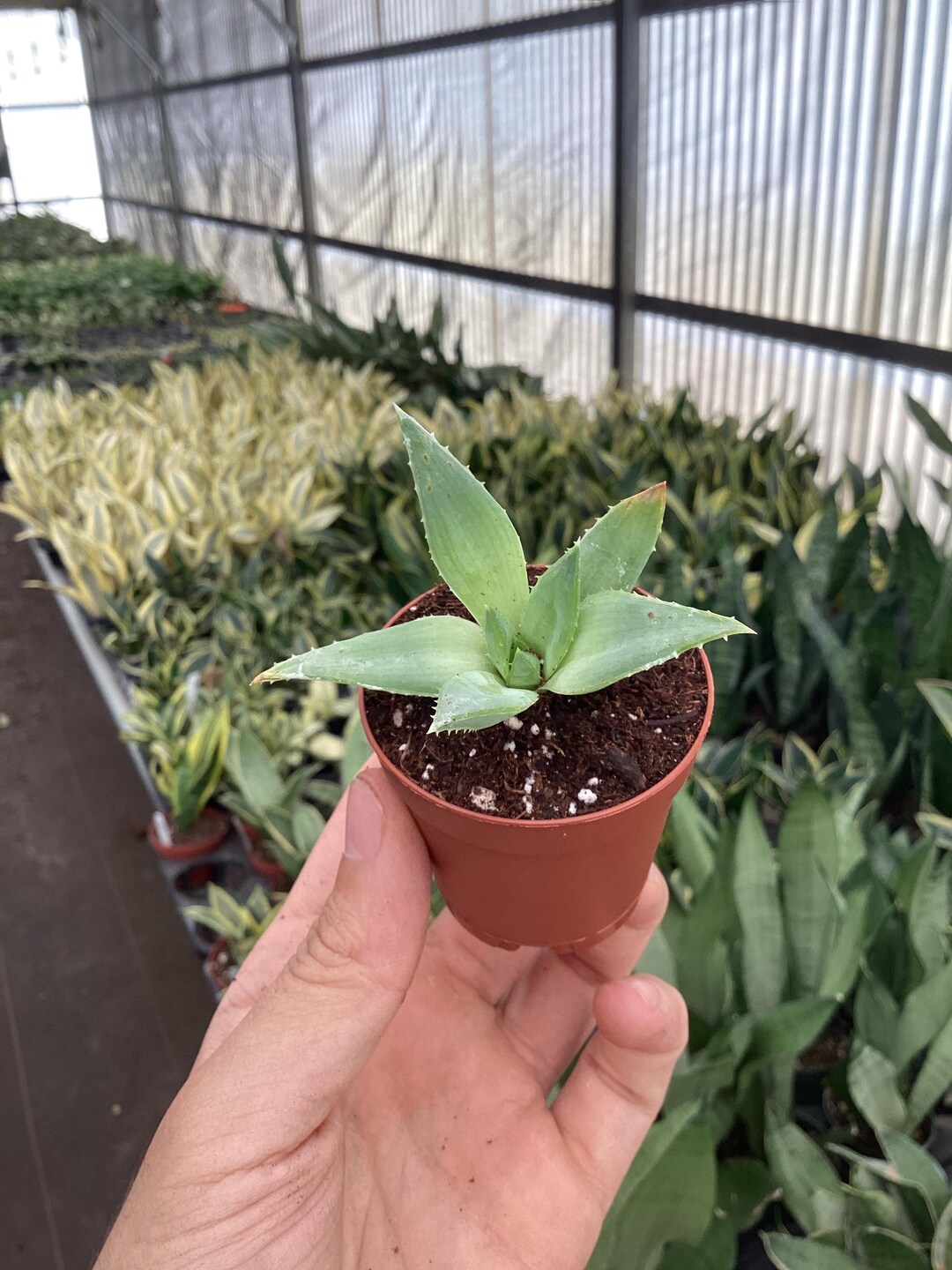 Aloe Polyphylla spiral Aloe 2 Pot ALL PLANTS Require You to Purchase 2