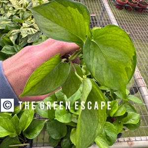 May include: Close-up of a potted plant with large, vibrant green leaves with yellow variegation. The plant is held by a person's hand. The text "THE GREEN ESCAPE" is visible in the image. The plant is in a black pot.