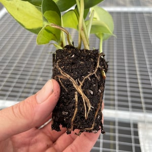 May include: A small plant with green and yellow leaves, held in a square of soil. The plant's roots are visible, extending from the soil. The leaves have a variegated pattern. The plant is in the early stages of growth.
