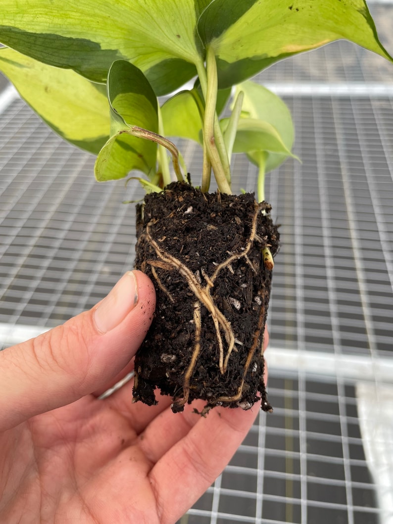 May include: A small plant with green and yellow leaves, held in a square of soil. The plant's roots are visible, extending from the soil. The leaves have a variegated pattern. The plant is in the early stages of growth.