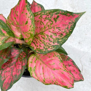 Aglaonema lady valentine Starter Plant (ALL STARTER PLANTS require you to purchase 2 plants!)