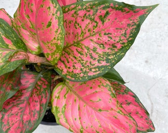 Aglaonema lady valentine Starter Plant (ALL STARTER PLANTS require you to purchase 2 plants!)