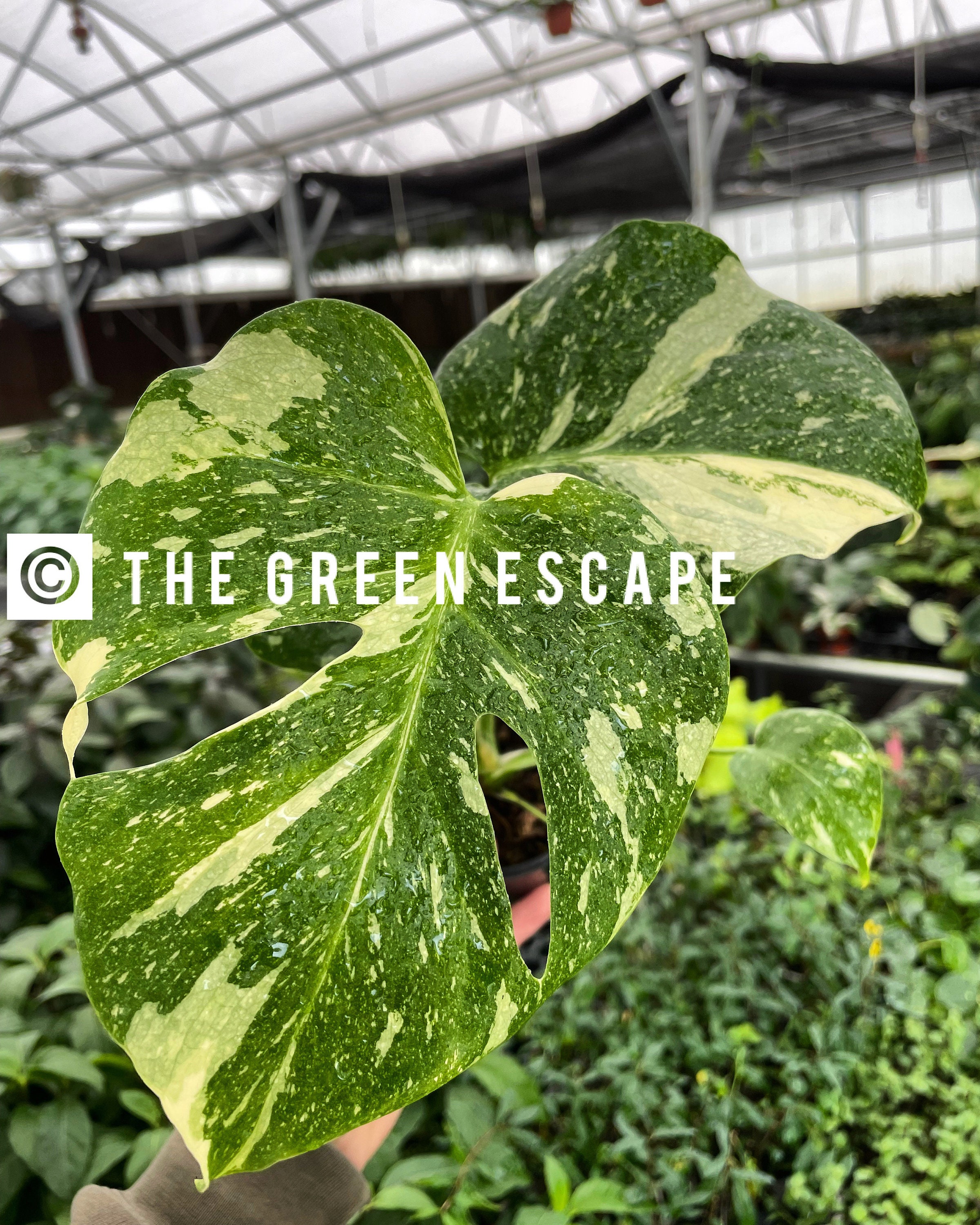 Monstera Thai constellation Starter Plant (ALL STARTER PLANTS require you to purchase 2 plants!)