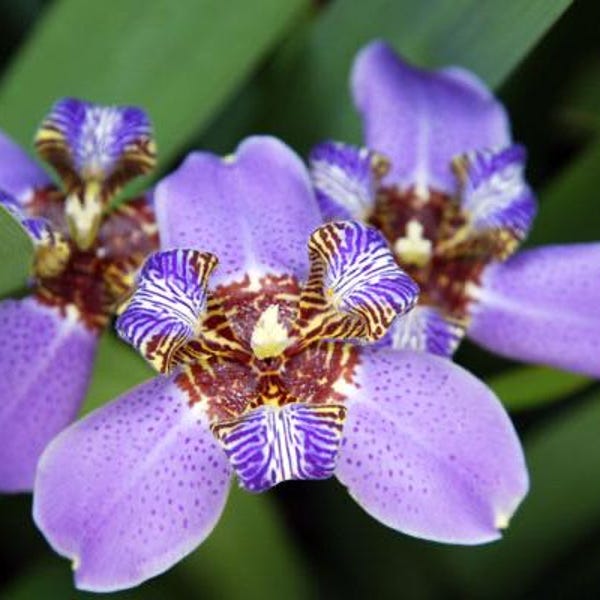 Iris Neomerica Caerula Regina Starter Plant (ALL STARTER PLANTS require you to purchase 2 plants!)