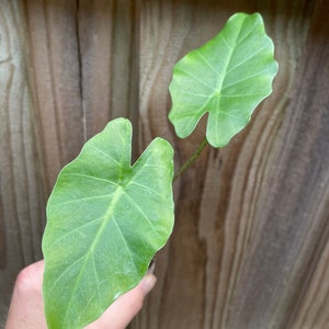 Alocasia Portora portadora Starter Plant ALL STARTER PLANTS require you to purchase 2 plants image 2