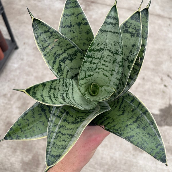 Sansevieria star power 4”pot (ALL PLANTS require you to purchase 2 plants!