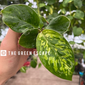May include: Close-up of a plant with large, glossy green leaves with white edges and yellow variegation. The leaves have a wet appearance. The text "THE GREEN ESCAPE" is visible in the lower left corner. The plant is in a small brown pot.