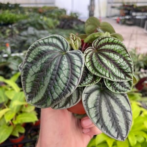 May include: A close-up of a houseplant with large, heart-shaped leaves. The leaves are a silvery green color with dark green veins. The plant is in a small terracotta pot.