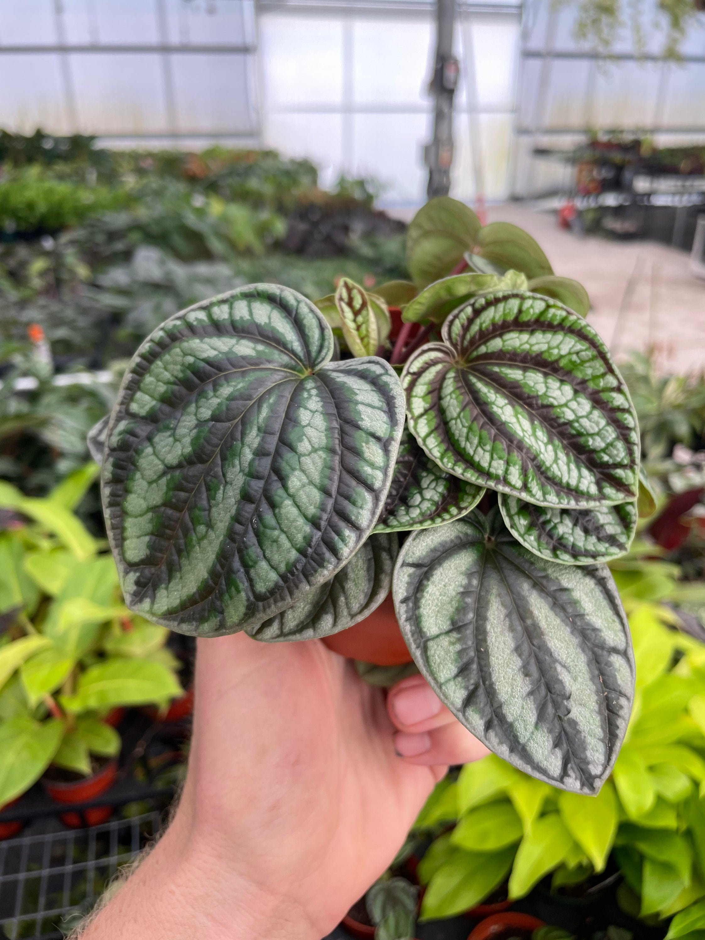 New cultivar! Peperomia Dragon skin 4”pot (ALL PLANTS require you to purchase 2 plants!)