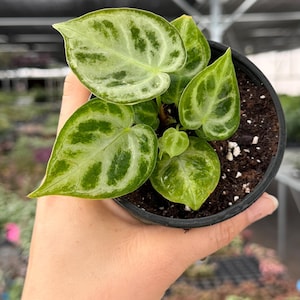 Anthurium Dorayaki Silver Blush - Etsy