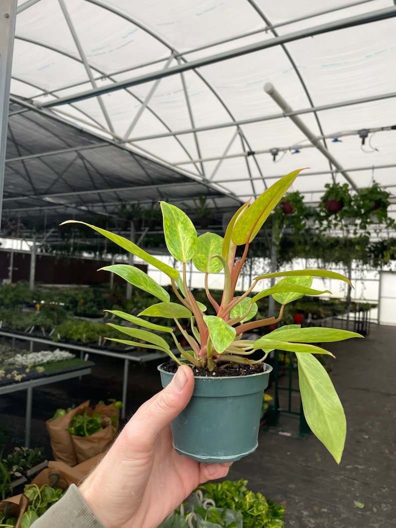 Philodendron Painted Lady