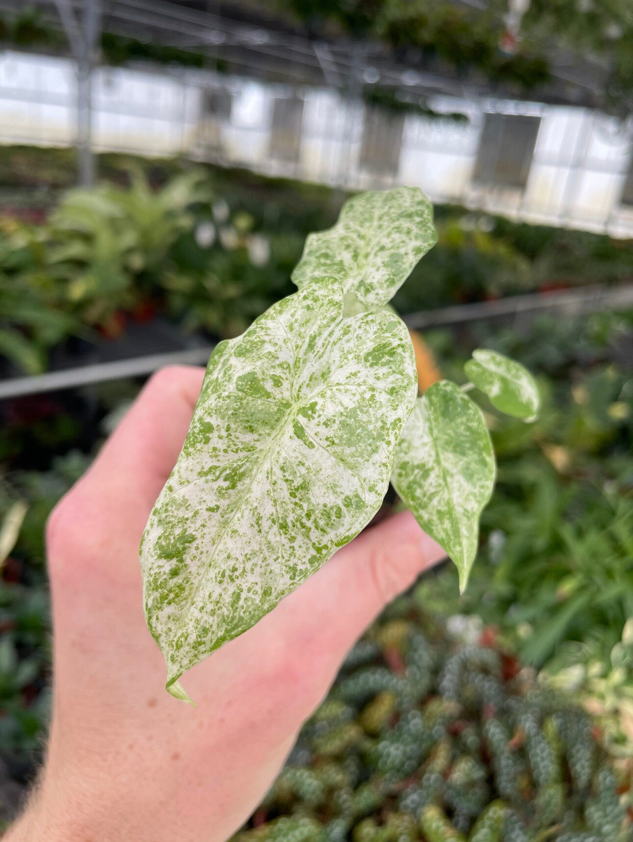 Alocasia Snow “odora Batik” Starter Plant (ALL STARTER PLANTS