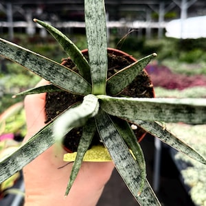 Exact Plant Sansevieria Hybrid Icicle Specific 4” Pot DAE3575 | G/H (All PLANTS require you to purchase 2 plants!)
