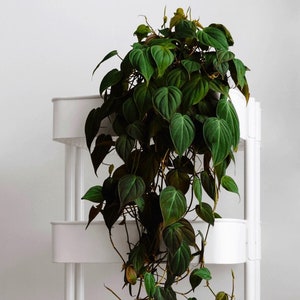 Philodendron micans Starter Plant (ALL STARTER PLANTS require you to purchase 2 plants!)