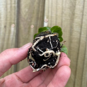 Pu&ograve; includere: Primo piano di una piccola pianta con radici e terra, tenuta in una mano. La pianta ha foglie verdi e radici bianche.