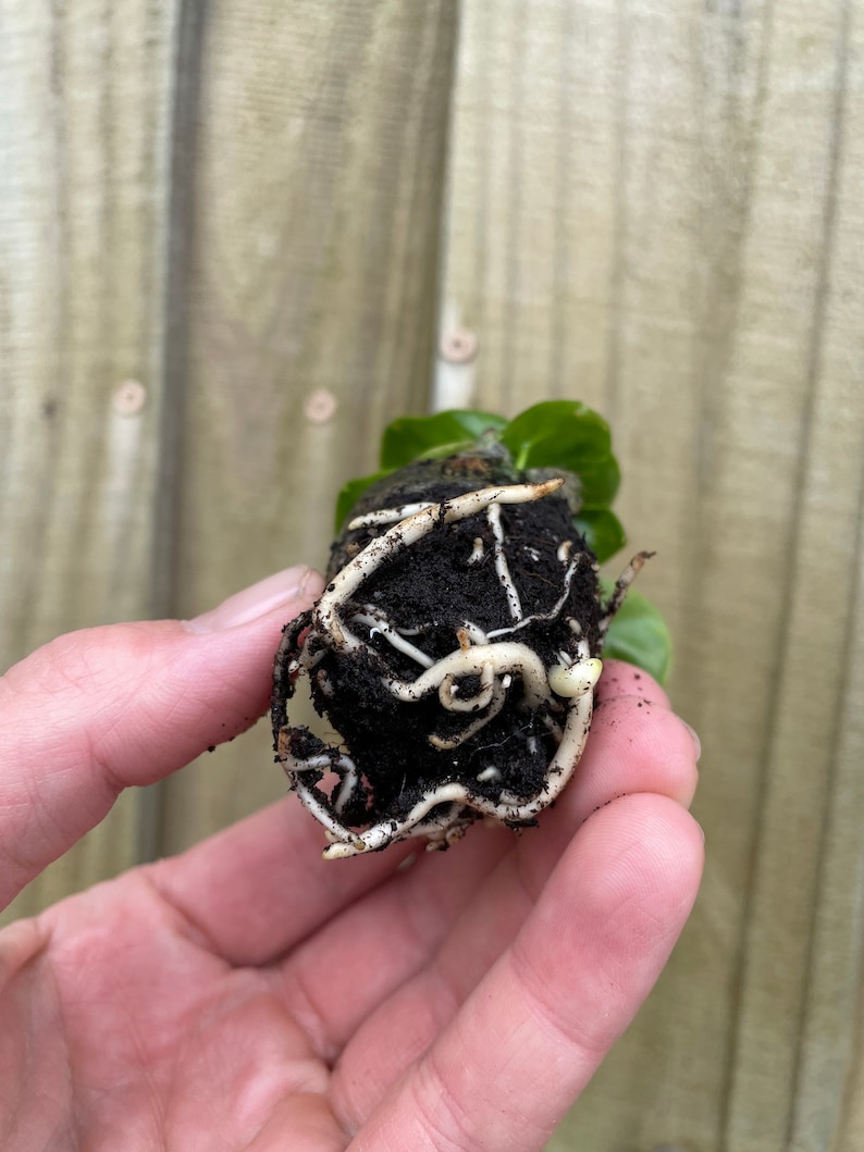 Pu&ograve; includere: Primo piano di una piccola pianta con radici e terra, tenuta in una mano. La pianta ha foglie verdi e radici bianche.