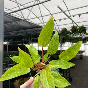 Philodendron painted lady 4” pot (ALL PLANTS require you to purchase 2 plants!)