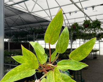 Philodendron painted lady 4” pot (ALL PLANTS require you to purchase 2 plants!)