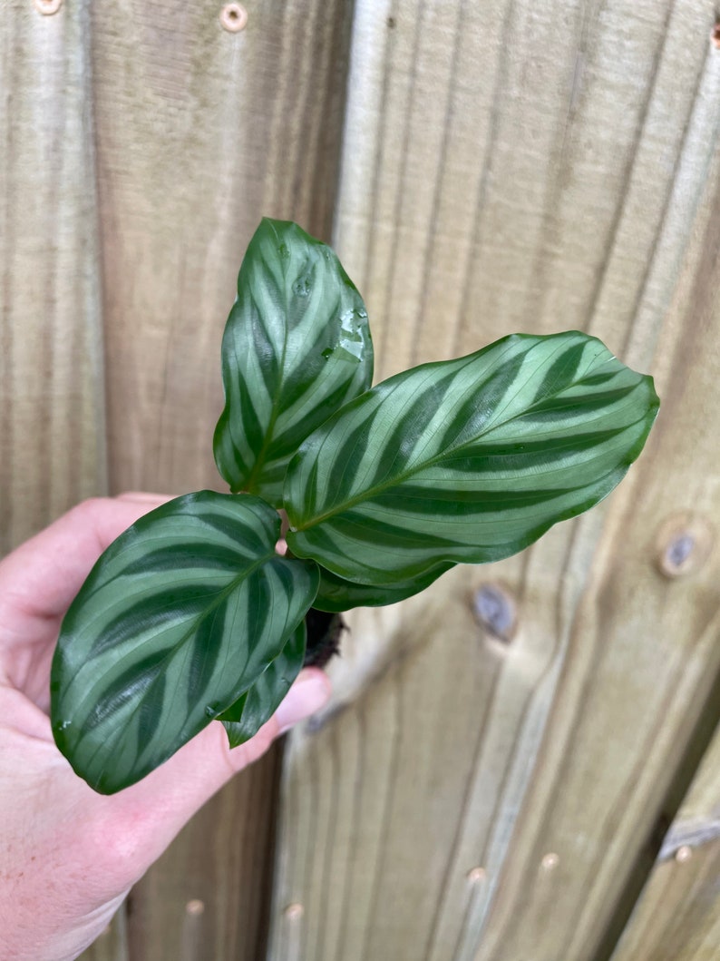 TheGreenEscape Calathea Freddie Plant - Thumbnail 3