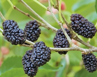 Morus ‘Dwarf Everbearing’ Mullberry Starter Plant (ALL STARTER PLANTS require you to purchase 2 plants!)