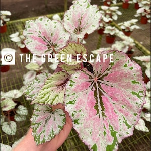 Harmonys Ember begonia Starter Plant (ALL STARTER PLANTS require you to purchase 2 plants!)