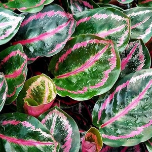 Calathea roseopicta Starter Plant (ALL STARTER PLANTS require you to purchase 2 plants!)