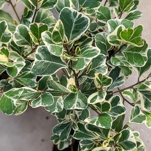 Ficus Triangularis variegated Starter Plant ALL STARTER PLANTS require you to purchase 2 plants image 1