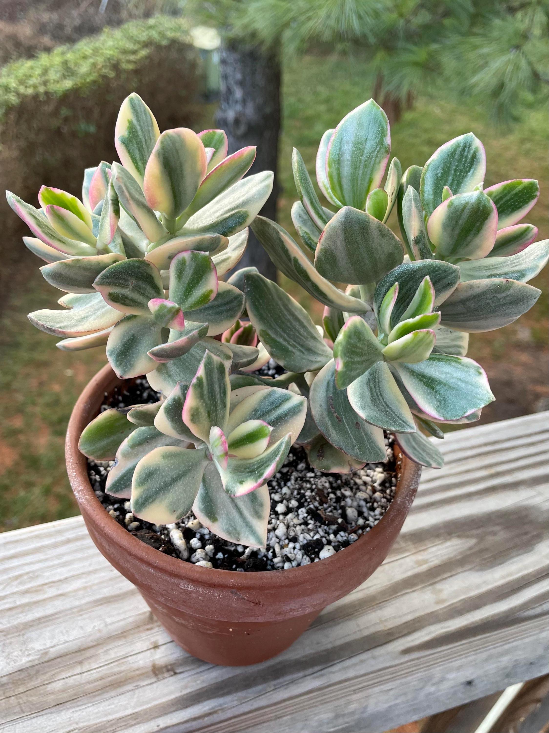 Crassula Jade Variegated Starter Plant (ALL STARTER PLANTS Require