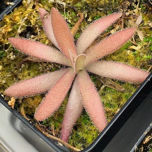 Pinguicula Aphrodite Starter Plant (ALL STARTER PLANTS require you to purchase 2 plants!)