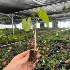 Puede incluir: Una planta joven con dos hojas en forma de coraz&oacute;n y una hoja m&aacute;s grande, todas con un patr&oacute;n moteado de verde y verde oscuro. La planta se sostiene en una peque&ntilde;a maceta de tierra marr&oacute;n oscuro. El fondo muestra un invernadero lleno de otras plantas.