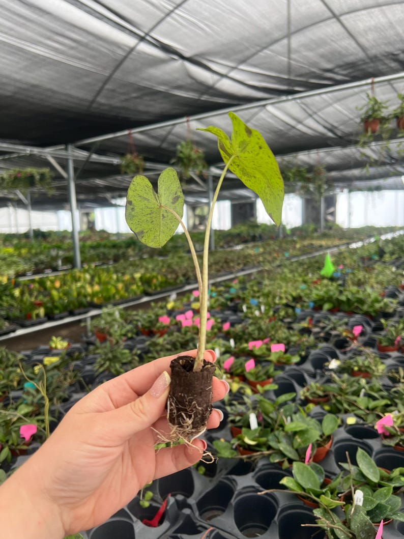 Puede incluir: Una planta joven con dos hojas en forma de coraz&oacute;n y una hoja m&aacute;s grande, todas con un patr&oacute;n moteado de verde y verde oscuro. La planta se sostiene en una peque&ntilde;a maceta de tierra marr&oacute;n oscuro. El fondo muestra un invernadero lleno de otras plantas.