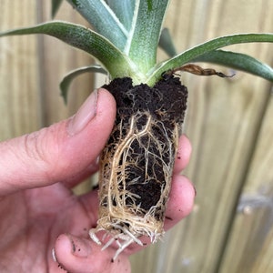 Variegated pineapple juicy Starter Plant ALL STARTER PLANTS require you to purchase 2 plants image 6