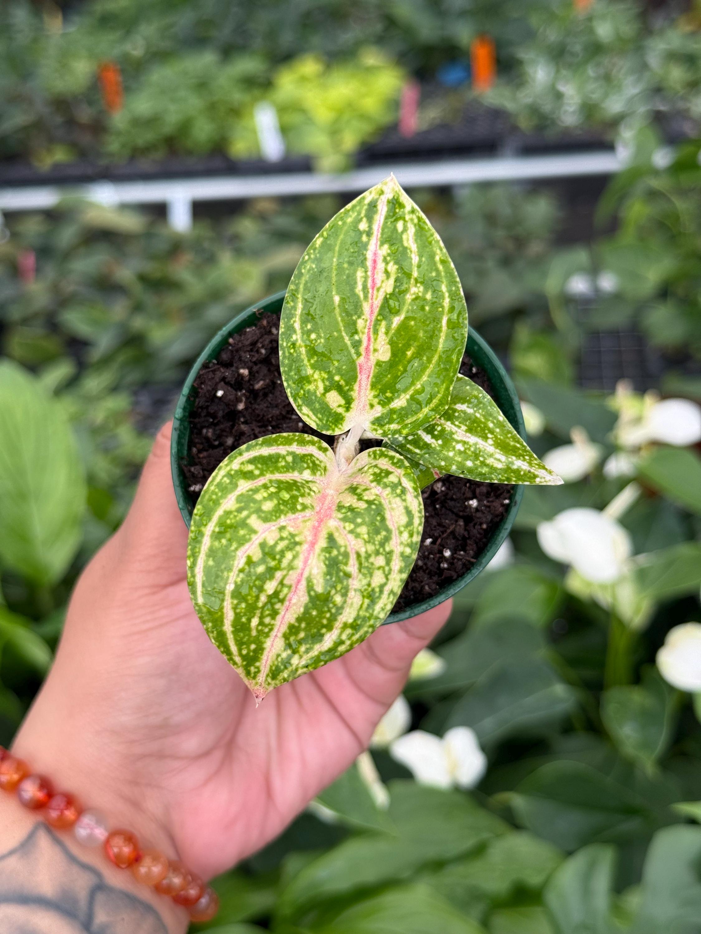 Aglaonema Donna Carmen 2” Pot (ALL PLANTS Require You to Purchase