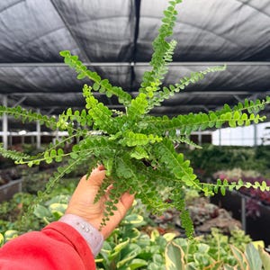 May include: A vibrant green fern with small, round leaves is held in a hand. The fern has a lush, full appearance, with multiple fronds extending outwards. The background shows a greenhouse setting with other plants.
