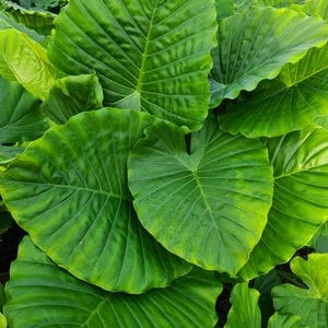 Alocasia California Starter Plant (ALL STARTER PLANTS require you to purchase 2 plants!)